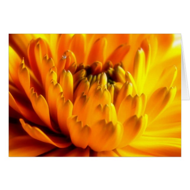 Fresh Orange  #2 Card (Devant horizontal)