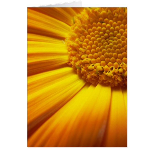 Fresh Orange Card (Devant)