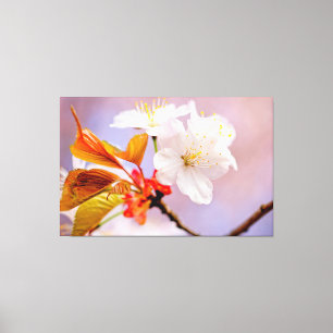 Fresh White Cherry Blossom Cute Sakura Beauties Canvas Afdruk