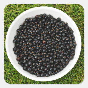 Freshly Picked Blackcurrants Vierkante Sticker