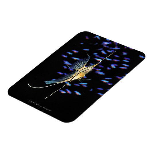 Freshwater Angelfish + Cardinal Tetras Magneet