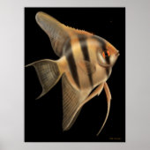 Freshwater Angelfish Poster (Voorkant)
