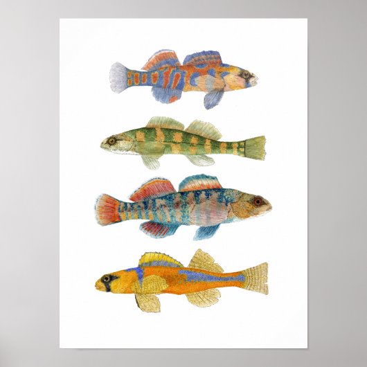 Freshwater Darter Art Poster (Voorkant)