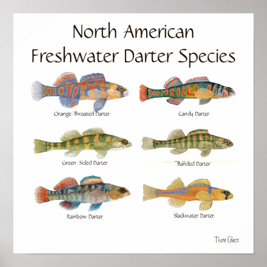 Freshwater Darter Art Poster (Voorkant)