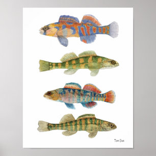 Freshwater Darters Art Poster