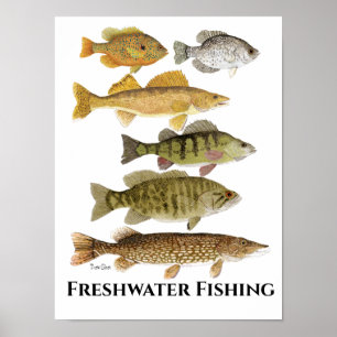 Freshwater Fish Art Poster