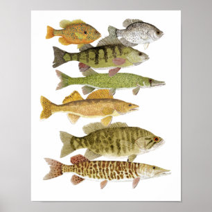 Freshwater Prijzen Poster