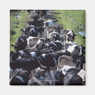 Fresian Dairy Cows, wachtend op melk, Co Laois, Magneet