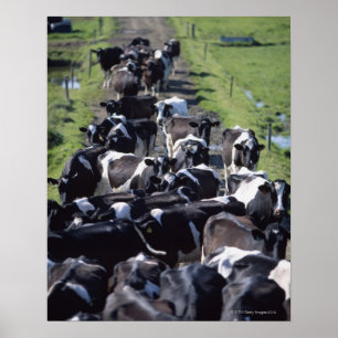 Fresian Dairy Koeien, wachtend op melk, Co Laois, Poster