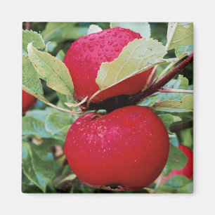 Fridge Magnet Apples Magneet
