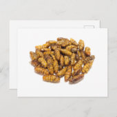 Fried zijderupspupae briefkaart (Voorkant / Achterkant)