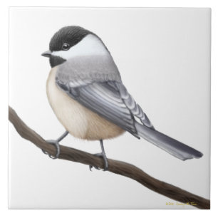 Friendly Black Capped Chickadee Bird Tile Tegeltje