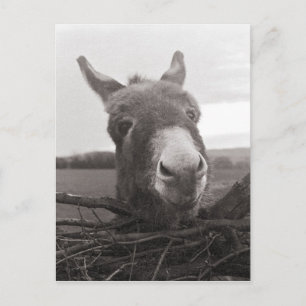 Friendly Donkey -  foto Briefkaart