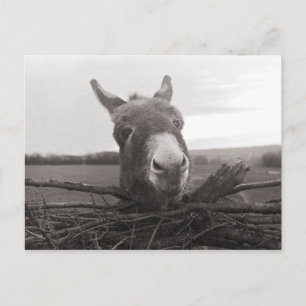 Friendly Donkey -  foto Briefkaart