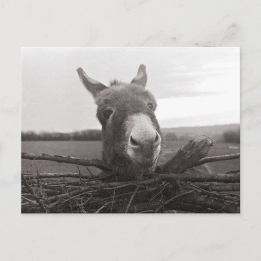 Friendly Donkey -  foto Briefkaart (Voorkant)