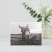 Friendly Donkey -  foto Briefkaart (Staand voorkant)