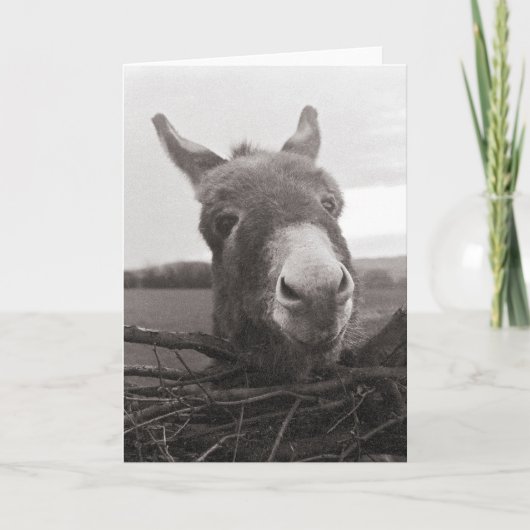 Friendly Donkey -  foto Kaart (Voorkant)