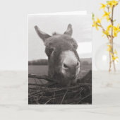 Friendly Donkey -  foto Kaart (Gele Bloem)