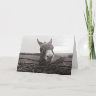 Friendly Donkey -  foto Kaart