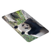 Friendly Giant Panda Magneet (Rechterzijde)