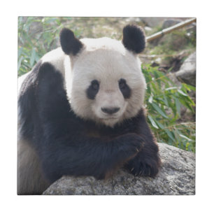 Friendly Giant Panda Tegeltje