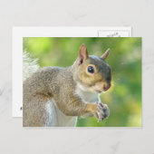 Friendly Little Squirrel Briefkaart (Voorkant / Achterkant)