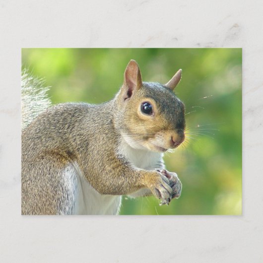 Friendly Little Squirrel Briefkaart (Voorkant)