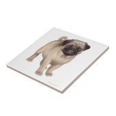 Friendly Pug Puppy Tile Tegeltje (Zijkant)
