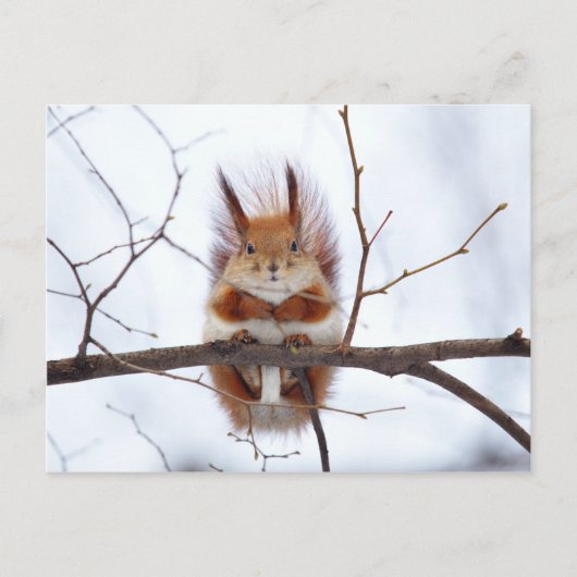 Friendly Red Squirrel Briefkaart (Voorkant)