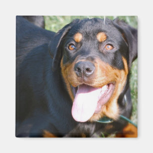 Friendly Rottweiler Square Magnet Magneet