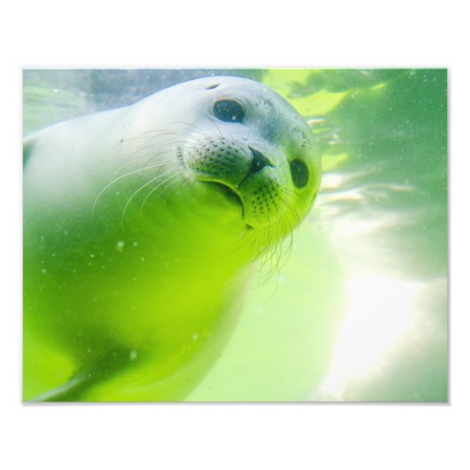 Friendly Seal Foto Afdruk (Voorkant)