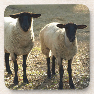 Friendly Suffolk Sheep Pasture Barnyard Late Sun Bier Onderzetter