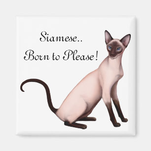 Friendly Young Siamese Cat Magnet Magneet