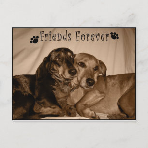 Friends Forever Briefkaart