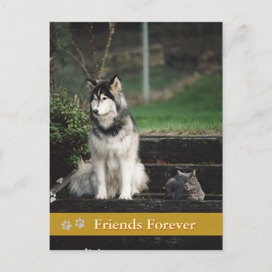 Friends Forever - carte postale chien & chat (Devant)