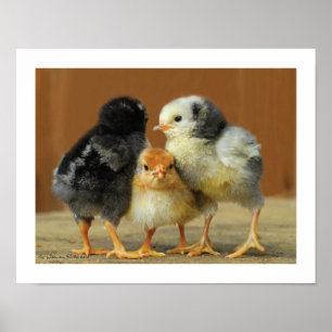 Friends Stick Together - Huddling Little Chicken Poster