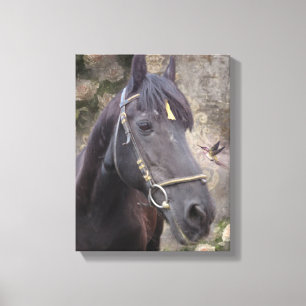 Friese Paardenportret - Ingewikkeld Canvas Afdruk