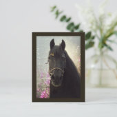 Friesian DIAMOND - Carte postale (Debout devant)