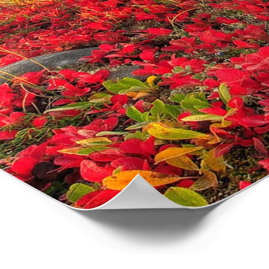 Friesian DIAMOND I - Poster (Coin)