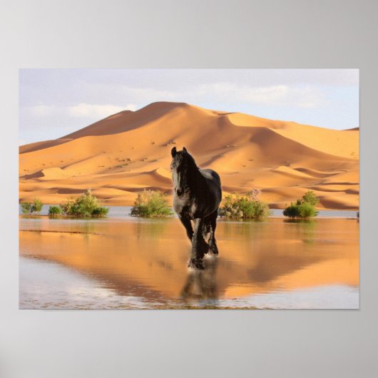 Friesian DIAMOND V - Poster (Voorkant)