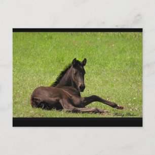 Friesian Foal Briefkaart