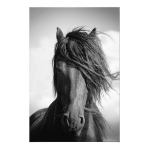 Friesian hengst in de wind foto afdruk