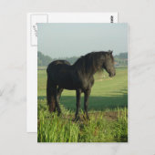 Friesian Horse Briefkaart (Voorkant / Achterkant)