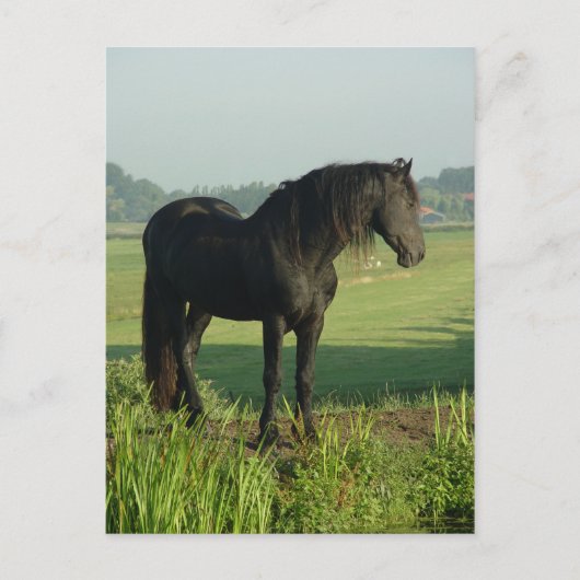 Friesian Horse Briefkaart (Voorkant)