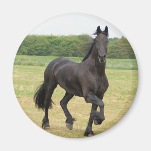Friesian Horse Magnet Magneet