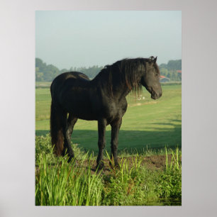 Friesian Horse Poster