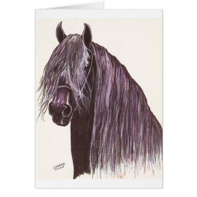 Friesian Horse Study (Voorkant)