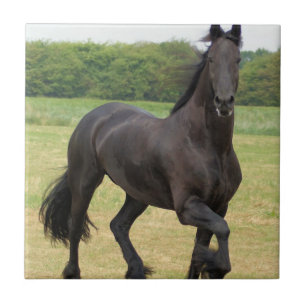 Friesian Horse Tile Tegeltje