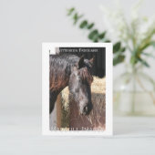 Friesian Mare Briefkaart (Staand voorkant)