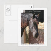 Friesian Mare Briefkaart (Voorkant / Achterkant)